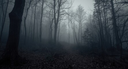 Fototapeta premium Evening woodland shrouded in fog with monochrome visual style