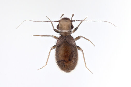 Granary Book Louse, Lepinotus patruelis. Species of Psocoptera from the family Stenopsocidae. An adult insect commonly found in homes and pantries.