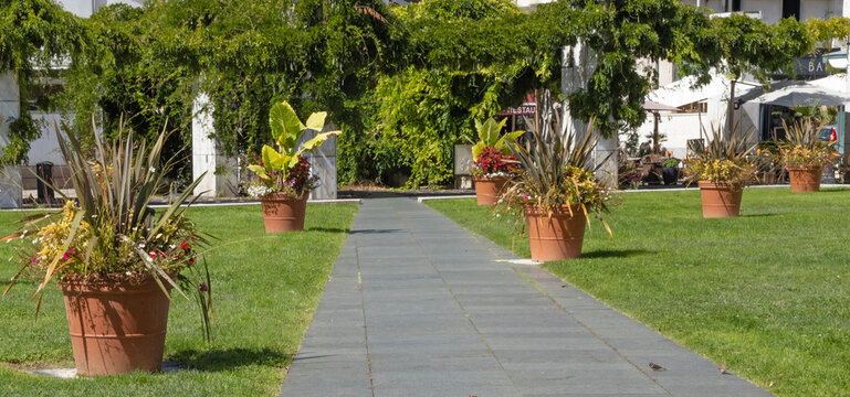 Compositions florales estivales en pot dans un espace vert	