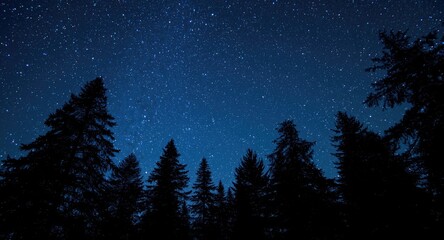 Fototapeta premium Pine trees silhouetted against a luminous starry winter sky