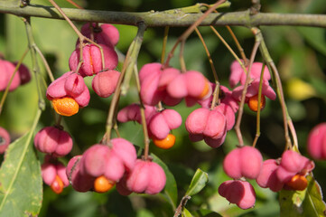 Obraz premium Gros plan des baies roses du Euonymus europaeus