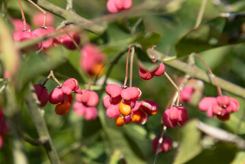 Obraz premium Gros plan des baies roses du Euonymus europaeus