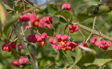 Fototapeta premium Gros plan des baies roses du Euonymus europaeus