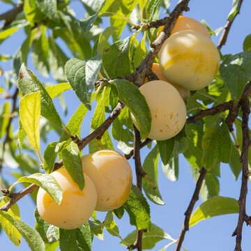 Prune Reine Claude dans l'arbre	