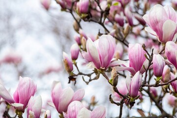 Fototapeta premium Blooming Pink Magnolia Flowers on Tree Branches – Spring Blossom Background