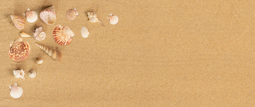 Coquillages sur un fond de sable de plage	