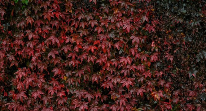 Rich autumn foliage of Spreading Pellitory against a dark textured backdrop