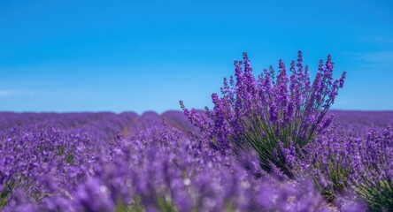 Obraz premium Creative arts gathering emphasizing a purple flower field with flowing violet petals and electric blue setting