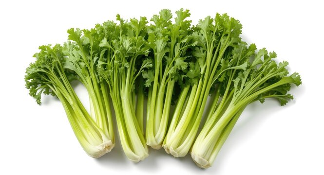 Vivid celery plants freshly picked for culinary uses with stalks designed for market packaging and cooking ideas on white background