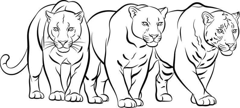 Captivating black and white outline illustration portrays three majestic wild big cats, one a distinct leopard and two powerful felines, walking purposefully in a clean vector drawing style.