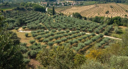 Obraz premium High viewpoint of methodical olive groves emphasizing lush vegetation and productive farming environments