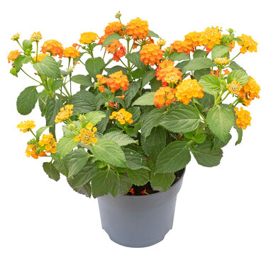Lantana orange et jaune en pot
