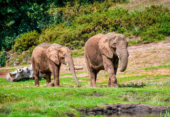 Fototapeta premium Elephants Go Two by Two