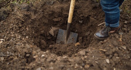Fototapeta premium Individual carefully digging a deep hole with a shovel in garden soil
