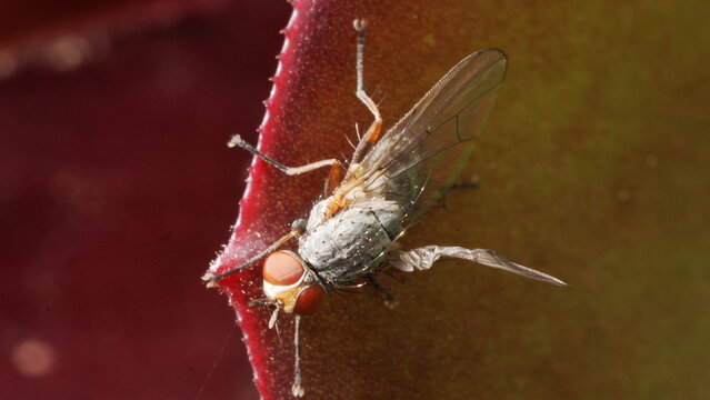 Extreme macro close-up of a common housefly Musca domestica perched on the edge of a red leaf in Greece. Detailed view of compound eyes, wings and body texture with vibrant natural colours and shallow