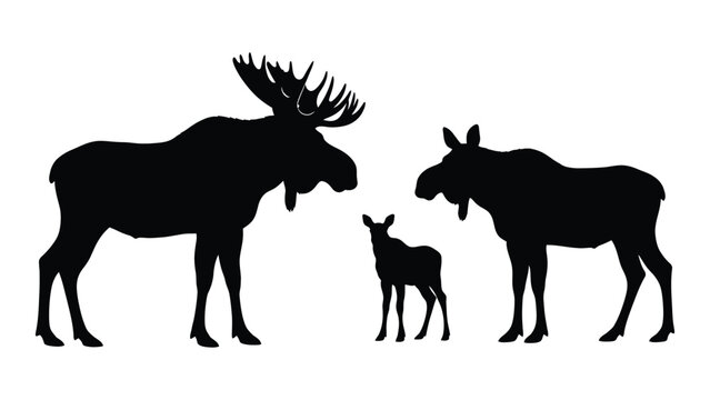 A moose and two calves standing together