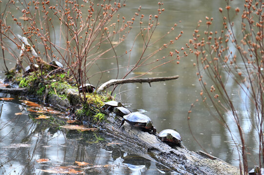 Turtle on a log in a lake, turtles 