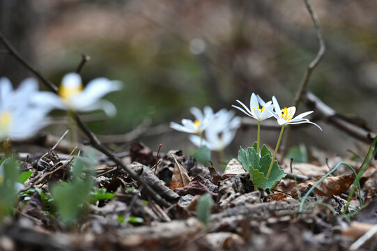 Bloodroot in the woods forest, wildflower 