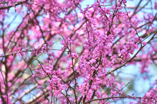 Red bud trees (redbud) blooming against a blue sky