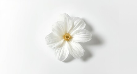 Obraz premium pure white flower captured on smooth white background with soft shadows