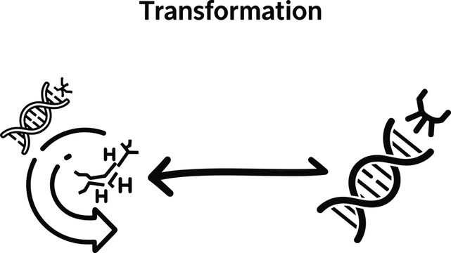 Bacterial transformation process vector illustration showing DNA uptake gene transfer mechanism microbiology concept in simple line style diagram