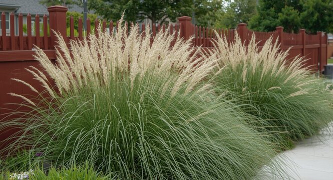 Ornamental Panicum grass thriving tall near fences in colorful urban garden landscapes