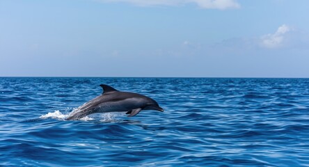 Fototapeta premium Playful dolphin soaring joyfully over calm sapphire sea with clear sky above