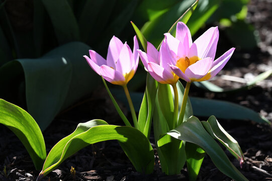 Pink tulips blooming in a garden
