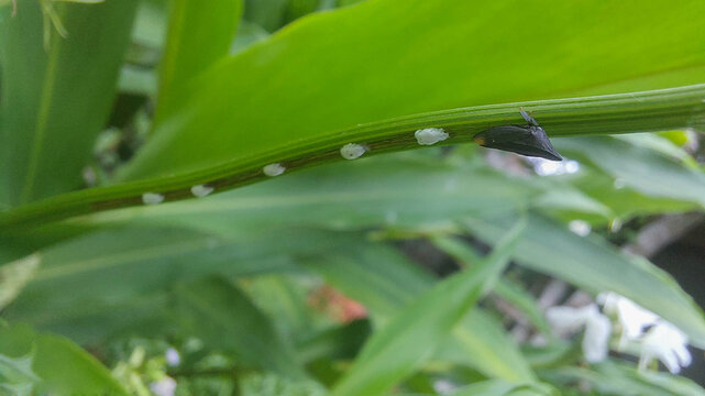 
A treehopper tending to its eggs on a leaf in the garden.