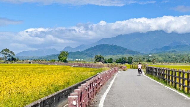 Solo cyclist riding through golden rice fields on a winding road with misty mountains in Chishang, Taiwan.