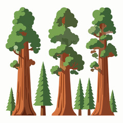 Big sequoia tree vector illustration set giant forest trees EPS10 isolated on white © Md