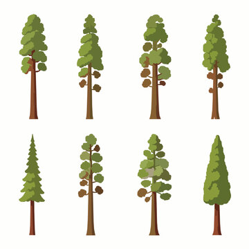 Sequoia tree vector icon set giant tree illustration EPS10 isolated on white