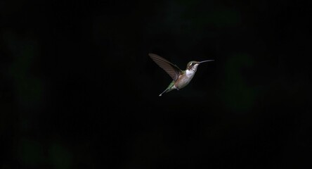 Obraz premium Dark rainforest background with calm hummingbird in night flight