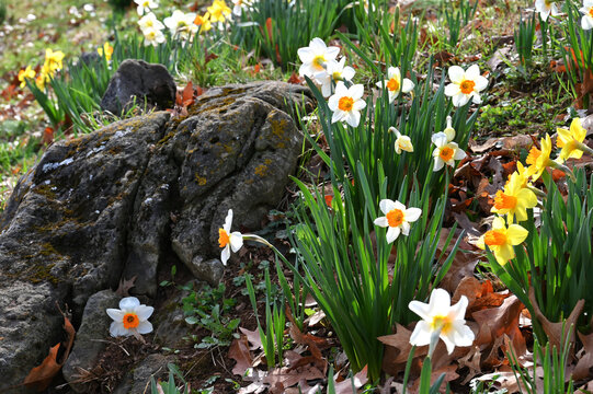 Jonquil daffodils blooming in a garden