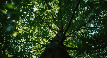 Fototapeta premium Lightly blurred upward shot of dense tree leaves from ground