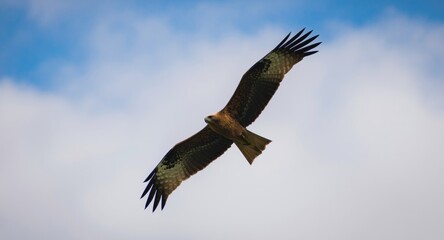 Obraz premium Majestic red kite bird soaring gracefully in a cloudy blue sky with impressive wingspan