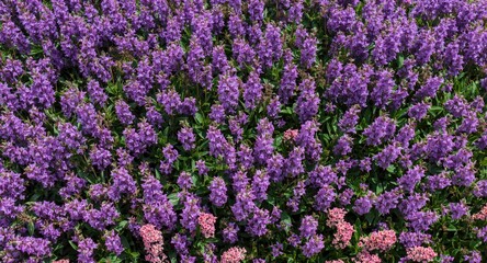 Fototapeta premium Colorful flowerbed with blooming purple verbena and copy space for text