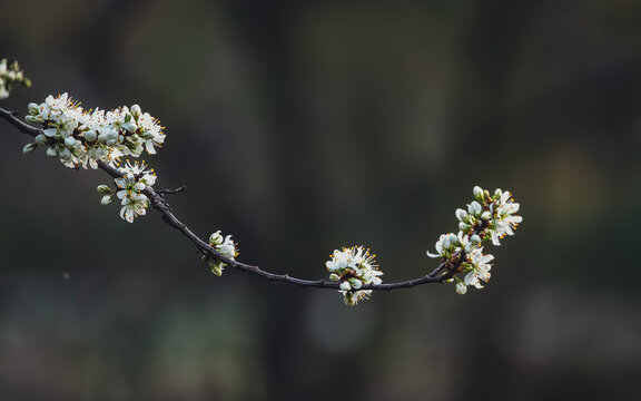 Branch with flowers of cerasus