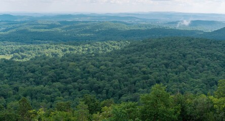 Fototapeta premium singed forest area captured from lookout point