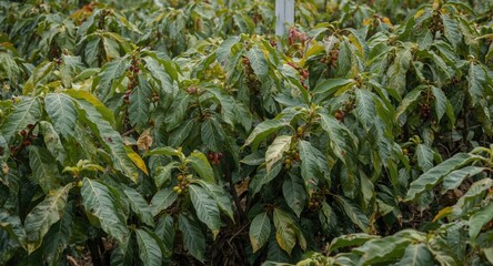 Obraz premium Garden full of green robusta coffee plants with rust disease spots