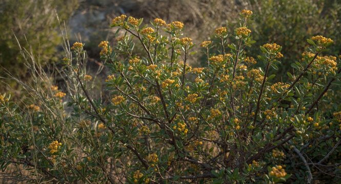 Natural habitat of Prosopis Cineraria showcasing ecological and medicinal importance