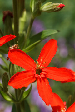 Closeup of a flower on Royal catchfly, Silene regia, a sometimes uncommon species of the tallgrass prairie region of the central United States.