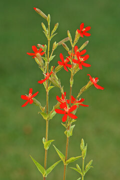 Royal catchfly, Silene regia