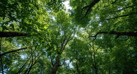 Fototapeta premium Leafy forest canopy revealing interlocking tree tops and textured green layers