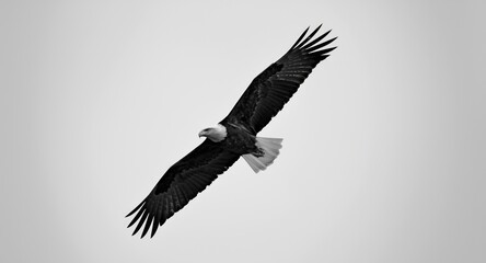 Obraz premium monochrome image of a soaring bald eagle in flight