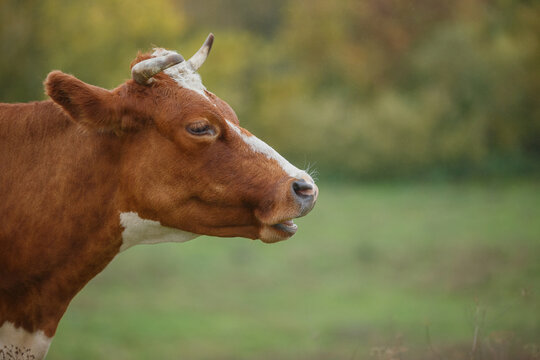 Brown and white cow chewing cud in field
