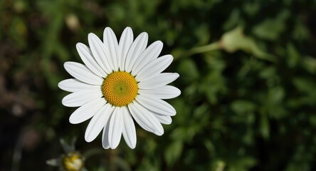 Fototapeta premium Cheerful white daisy blossoming in natural garden environment