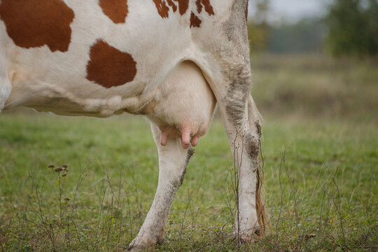 Dairy cow udder showing natural milk production