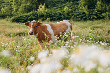 Obraz premium Cow standing in blooming wildflowers in rural field