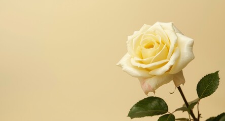 Fototapeta premium Light yellow rose flower on a muted pastel backdrop suitable for summer with copy space